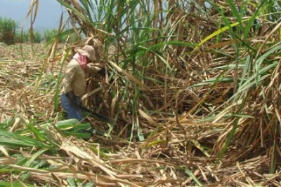 Colombia: Empleados del sector azucarero y panelero rechazan rebaja de aranceles