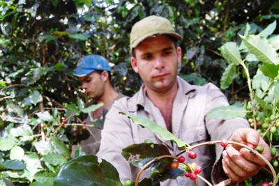 Colombia: Condiciones laborales y sindicales de los trabajadores del café