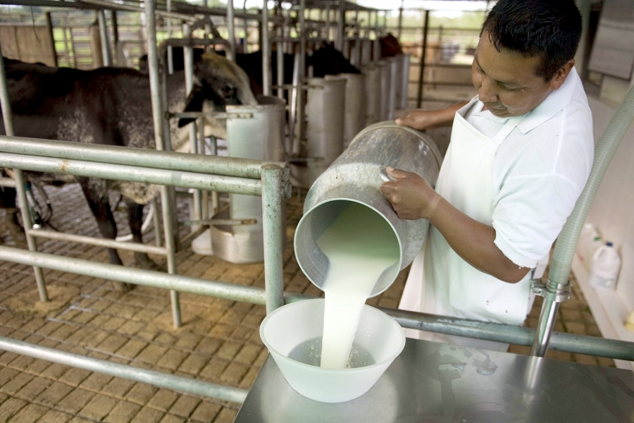 Alerta roja: Federación láctea define el lunes plan de acción ante creciente pérdida de fuentes laborales