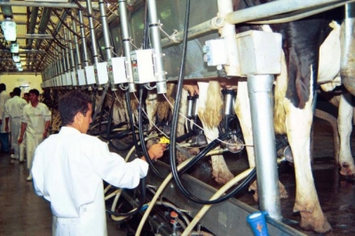 ARGENTINA: Conflictos gremiales profundizan la crisis de la industria láctea