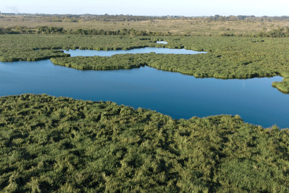 bañados carrasco